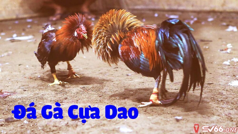 Đá gà cựa dao là gì? 