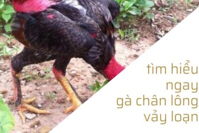 Gà chân lông vảy loạn – chiến thần của sới đá gà