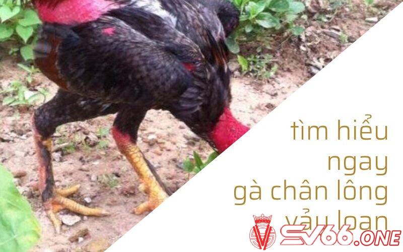 Tìm hiểu ngay một vài thông tin về gà chân lông vảy loạn