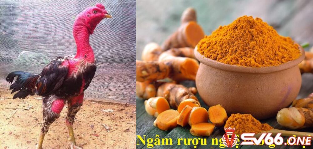 Ngâm rượu nghệ bóp gà chọi có tác dụng gì? 