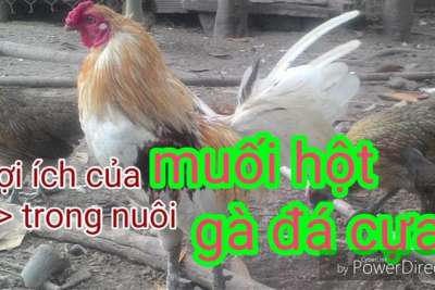 Lợi ích của muối hột trong nuôi gà đá cựa là gì?